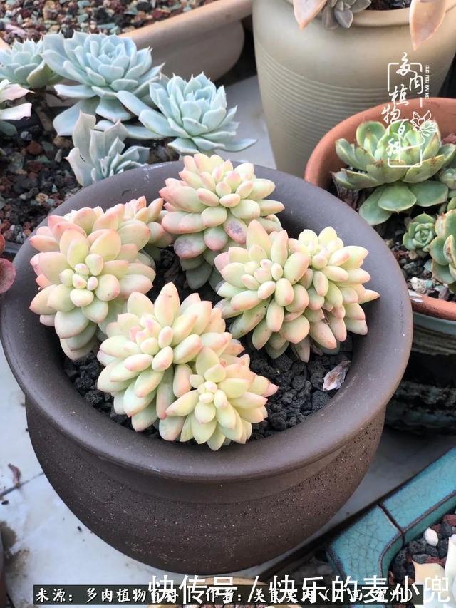 多肉,一位来自神奇大自然的良师益友!