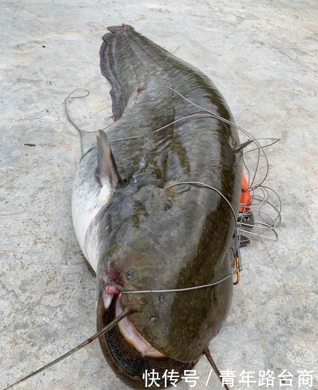 升钟湖钓获“巨怪”——66斤大口鲇出水!