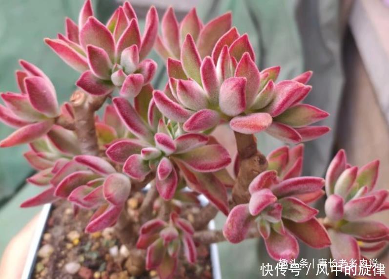 多肉锦晃星可以淋雨吗当然可以，不过有两种情况建议最好别淋雨