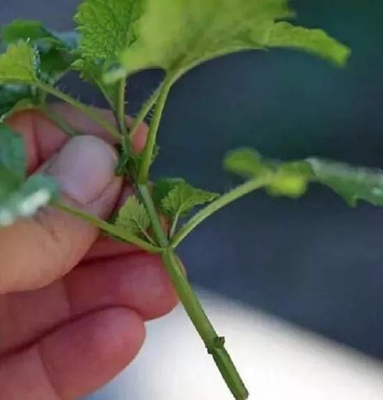  不用|这些花不必买，扯几片叶子就能种出一片花园