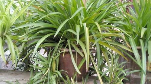 花卉|2种绿植花，是“净化之王”，室内养2盆，什么甲醛都没了