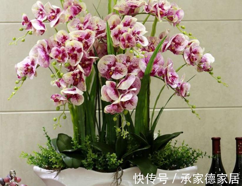 秋冬养花赏花,不如就盆栽这3样,低温天开花又多又美