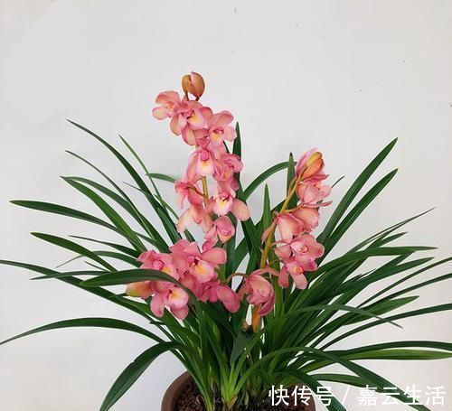 香妃|香味最浓的兰花,可以媲美香水,上盆效果棒,非常好养易活
