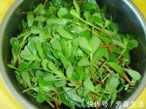 马生菜|路边随处可见的一种野菜，特别耐旱，用来蒸菜馍，非常美味！