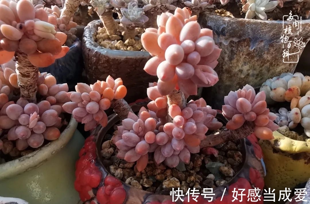 治愈之“肉”:愿所有的养肉人都被这些“胖子们”治愈