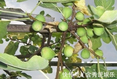 阳台|这几种水果不用花钱买,家里阳台很容易种,结的果子还特别多!