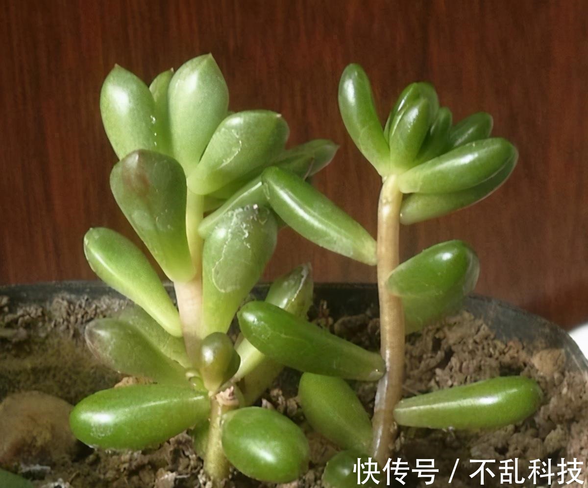 多肉|冬天养多肉,3个“不小心”,个个“徒成狗”?砍头才是硬道理