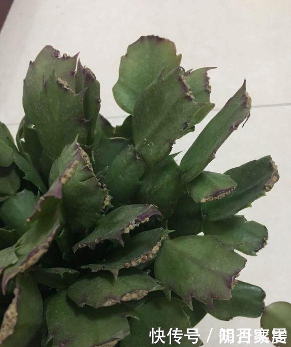 夏天养花,4种植物容易“浇死”,进入休眠期,浇水能少则少