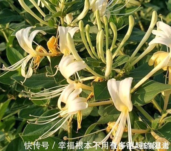 阳台|此花去火、解毒、散热,适当食用益处多,家里有阳台要种2棵!