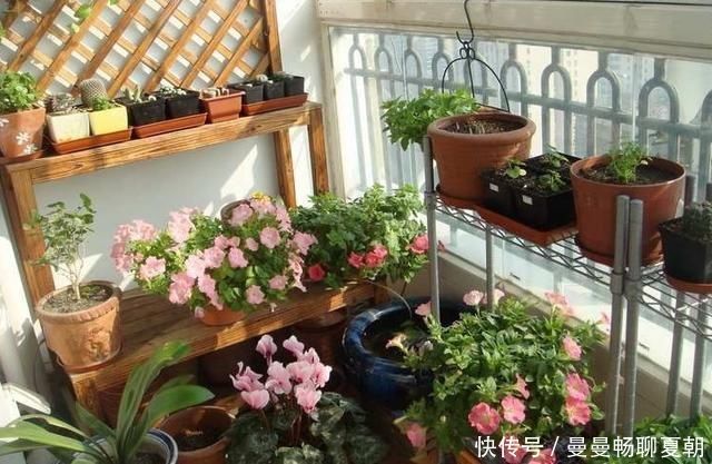 喜酸性的花每次浇水滴点“醋”，不黄叶不烂根，根系长满盆猛开花