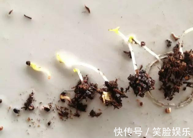 长寿花|这花像长寿花一样好养,全年不间断的开花,太美了