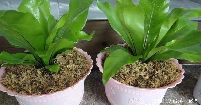 电饭煲蒸笼不要扔掉了,教你一招变废为宝,真是太实用了