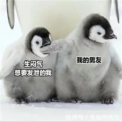 聊天|热门的沙雕聊天表情大全:小王八掉眼泪你鳖伤心