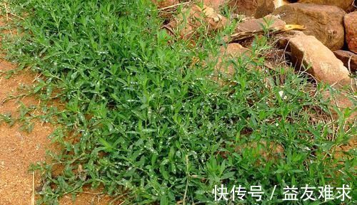 农村|农村一种似竹子的野草,过去常用来喂猪,但营养高,煲粥味道鲜美