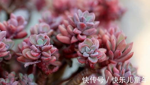 这5种花,过冬一定要少浇水,都有一个共同的特性