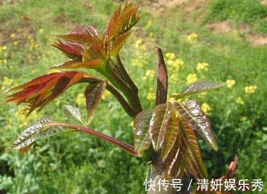 健康|医生忠告：聪明人从不吃3种蔬菜，对健康影响大，值得了解一下