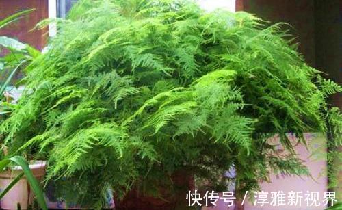 仙客来|路边大树下,有养花万能土,用来养文竹,一年窜一米,长成巨无霸