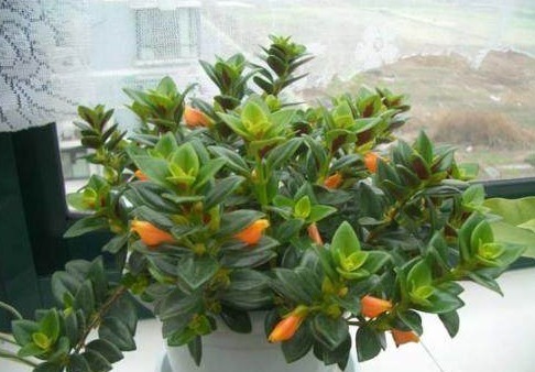 金鱼吊兰此样养护，两个月爆盆开花，邻居都羡慕极了争着养