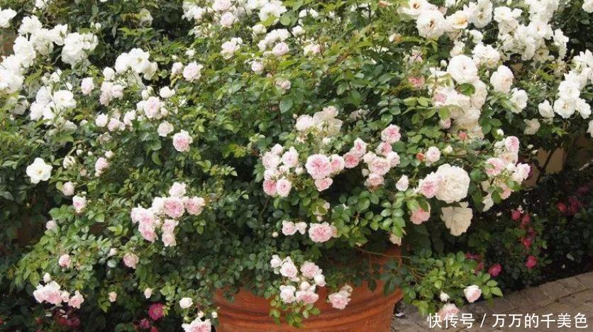 常年|在花盆里如何养好月季花,让月季常年开花的技巧