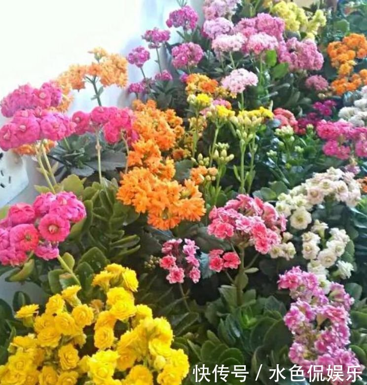 四种花常年开花易爆盆,花朵多又艳,直接变成“小花园”!