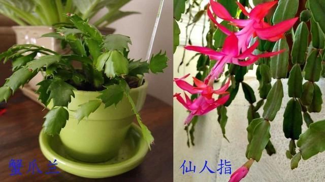 空气湿度|室内蟹爪兰四季养护操作,繁殖和促花技巧教给你,看你能学多少