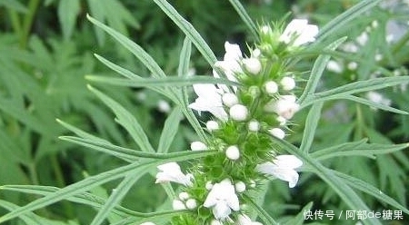 比保健品健康的野草，农村许多地方都有，是女性健康的理想食物