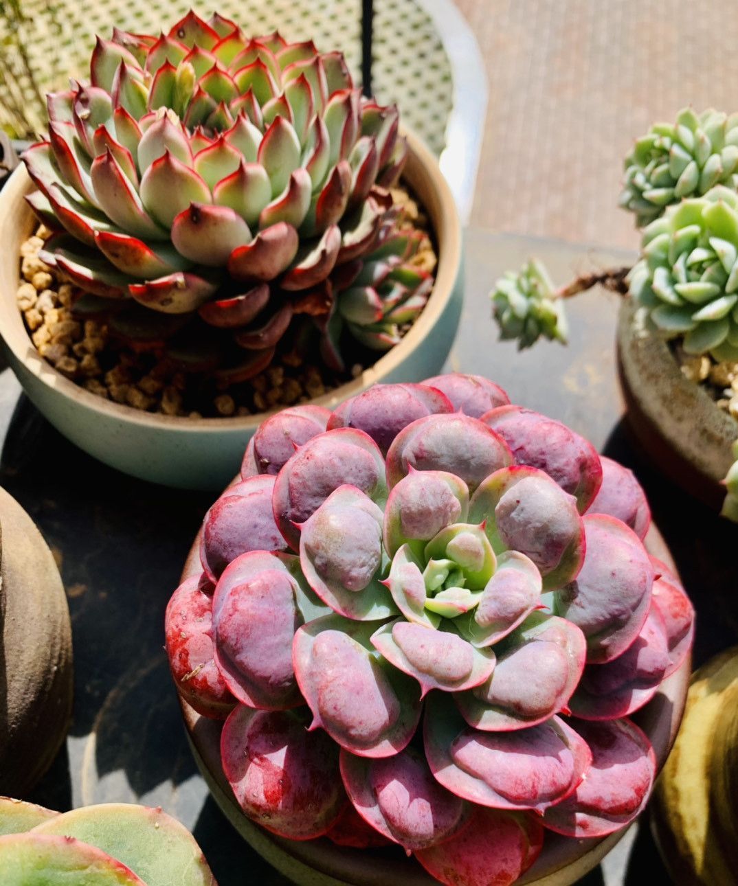 多肉植物|跌落神坛的“三多肉”,恰如仙子临凡尘,现沦为“普货”仍受宠爱