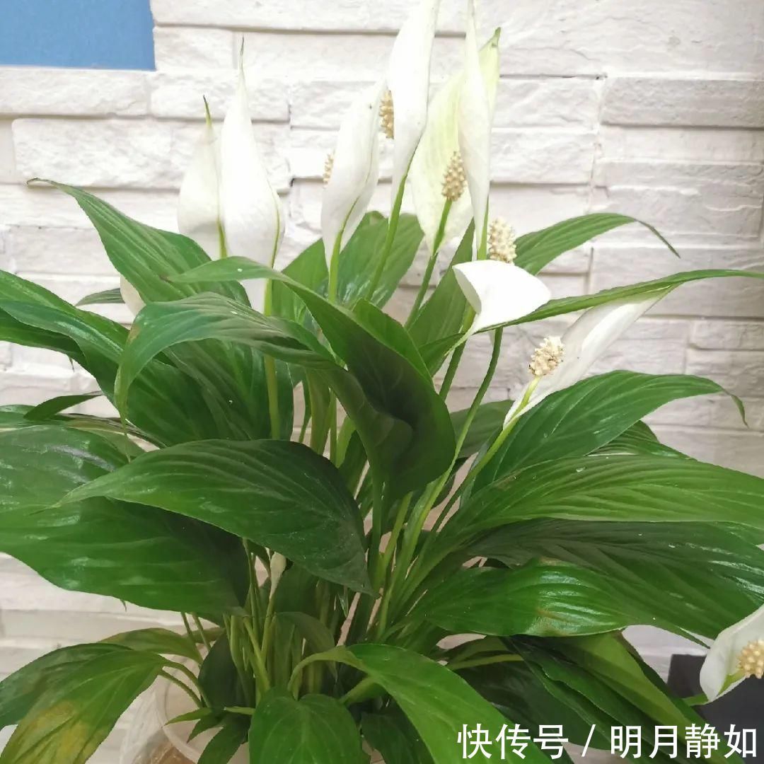 11月，千万别买这种花，养不活惹一肚子气