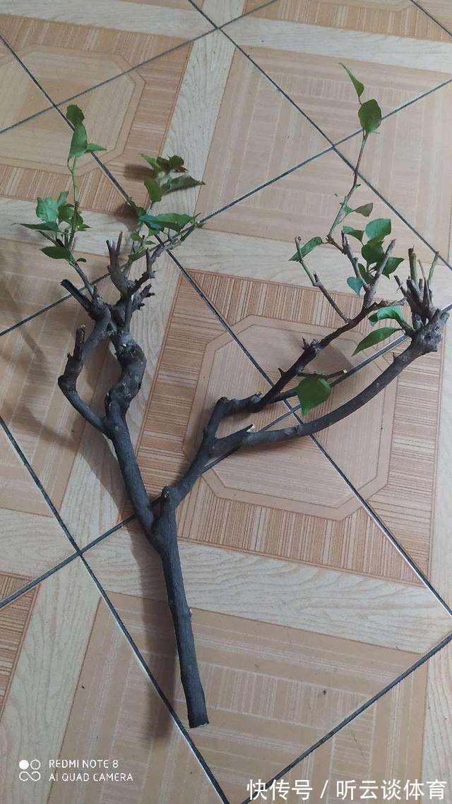 好东西|路边捡点“好东西”,拿回家养花,花长得特壮