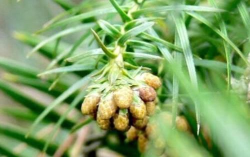 下身肥胖的女性，常吃“吸油果”，助你养血安神，吸油抗衰老！