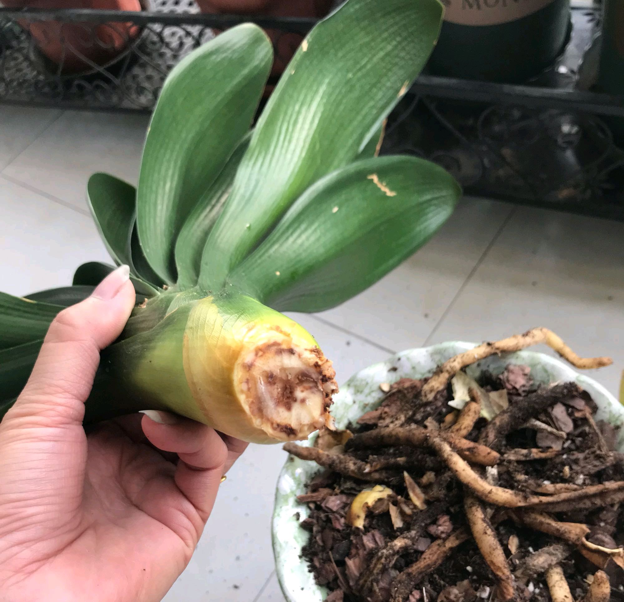 烂根的君子兰水苔捂一捂，发根很轻松，只需3个月，小白根爆盆
