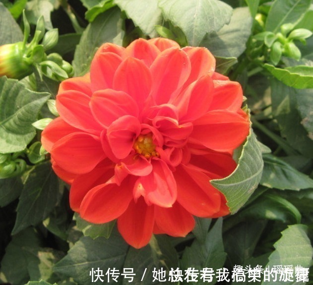 花姿|此花外形奇特品种极多,花姿优雅霸气傲然,是寿比南山的好寓意