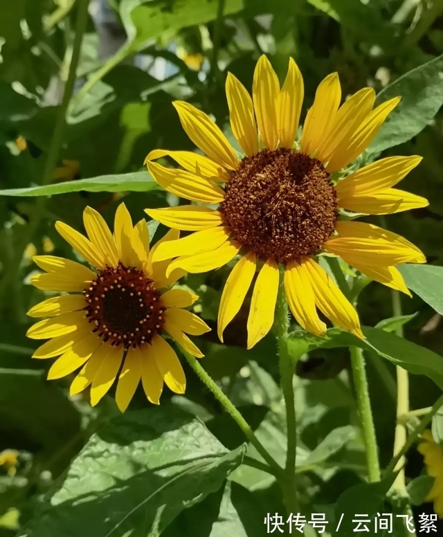 农历九月初五寒露后,养什么花?以下3种花,身体安康幸福美好