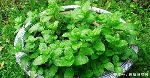 漂亮|6种漂亮花,夏天快扦插,越热越生根,30天就开花,适合急性子养