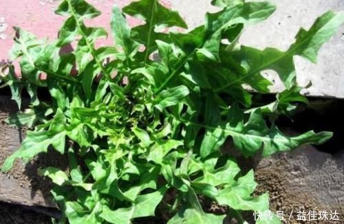 价钱|野菜中的养生之王,大城市花高价钱也难买,乡下却随处可见!