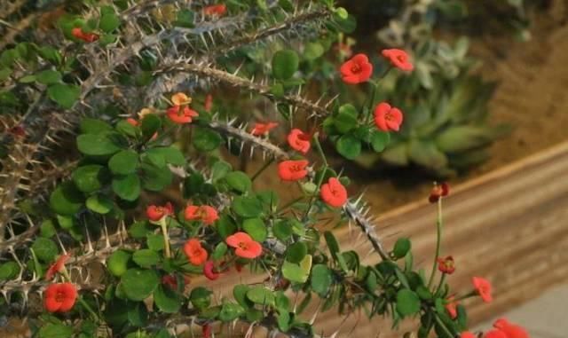 家里有小孩不要养这种花,全身都有毒,别怪我没提醒你