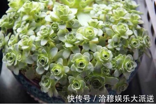 夏天多肉养不活那是你没找对方法，学一招帮它度过休眠期！