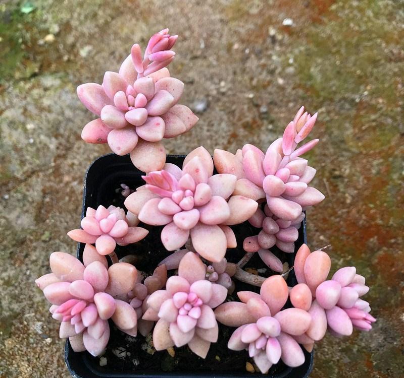 新手养多肉，常犯几种错误，难怪始终长不出状态