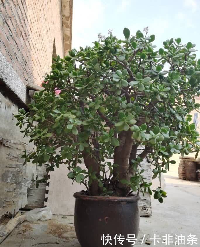 老桩|夏季养玉树,3步要做好,枝子粗叶子绿,越长越好看