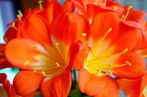 养君子兰有3忌,避开不黄叶不烂根,猛窜大白根,呼呼冒花箭