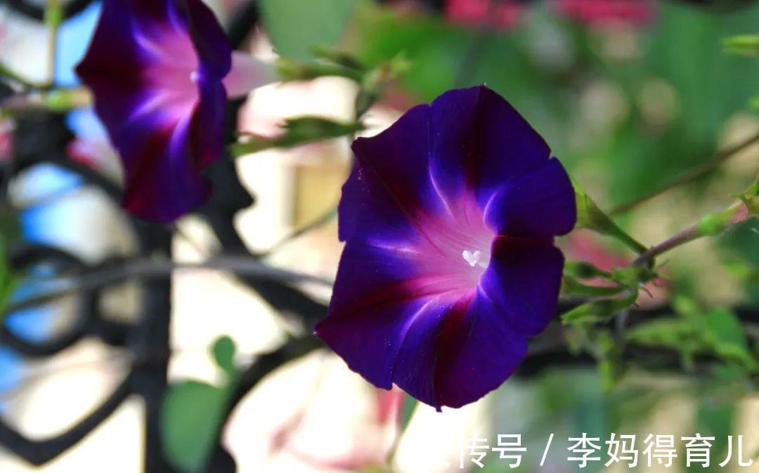 药方|这2味中药组成的经典良方，可以逐水通便，行气消肿，你知道吗？