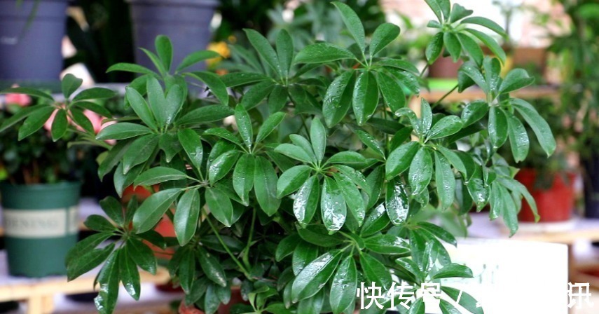 家里要养这5种绿植,能净化空气寓意好,新手也能养,观赏价值高