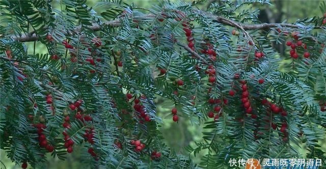 瑶山|蓝山：杏黄豆红枫景美 瑶山深处采豆忙