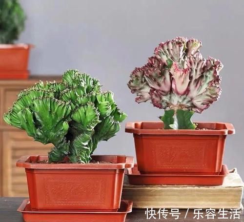 生长发育|适合男人养的四种花，大气又稳重，旺财又旺运，早看早知道！