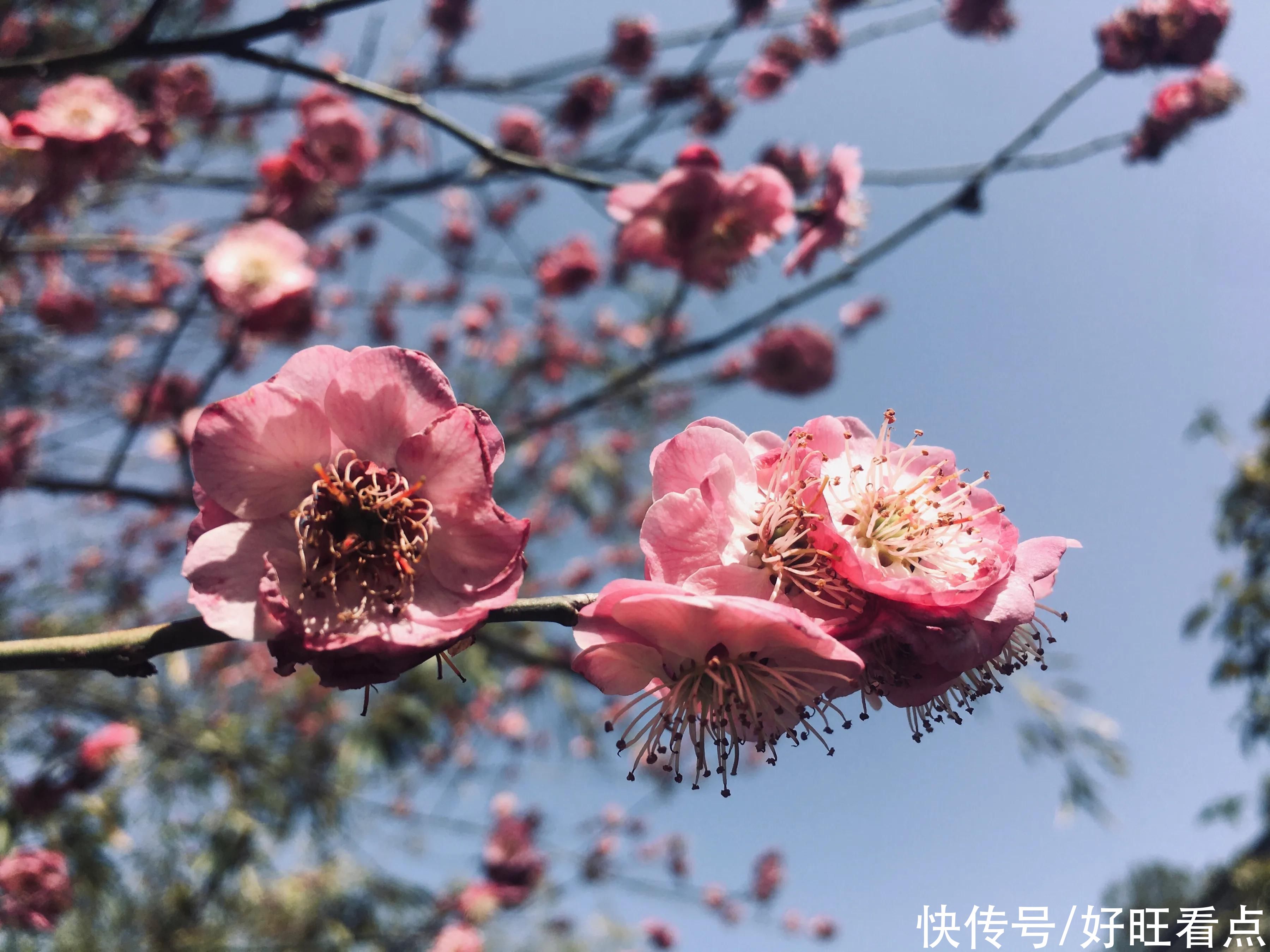 老年|古城西安香积寺：初春美景醉游人