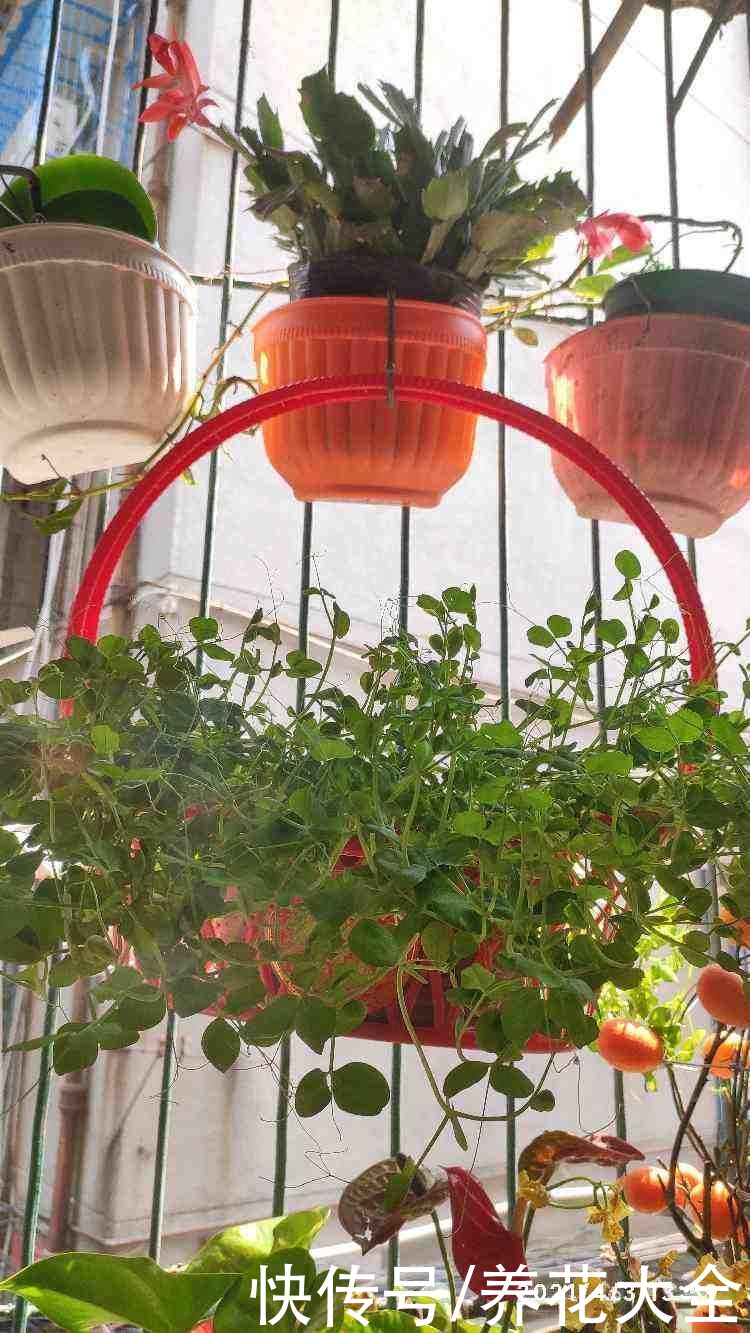 养花人的“抠”，家里东西不敢扔，拿来养花最合适