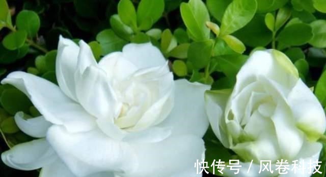 分享11种“健康花”,好看又“养人”,医生护士都爱养