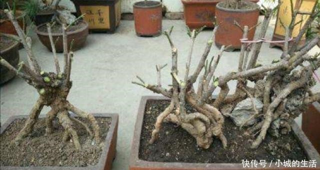 迎春盆景,开始进入生长期,别忘给它做“4件事”!