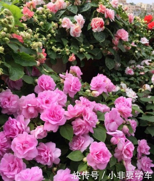 四季开花的花,我建议你养这1种,开花多多,比玫瑰和茶花都漂亮!