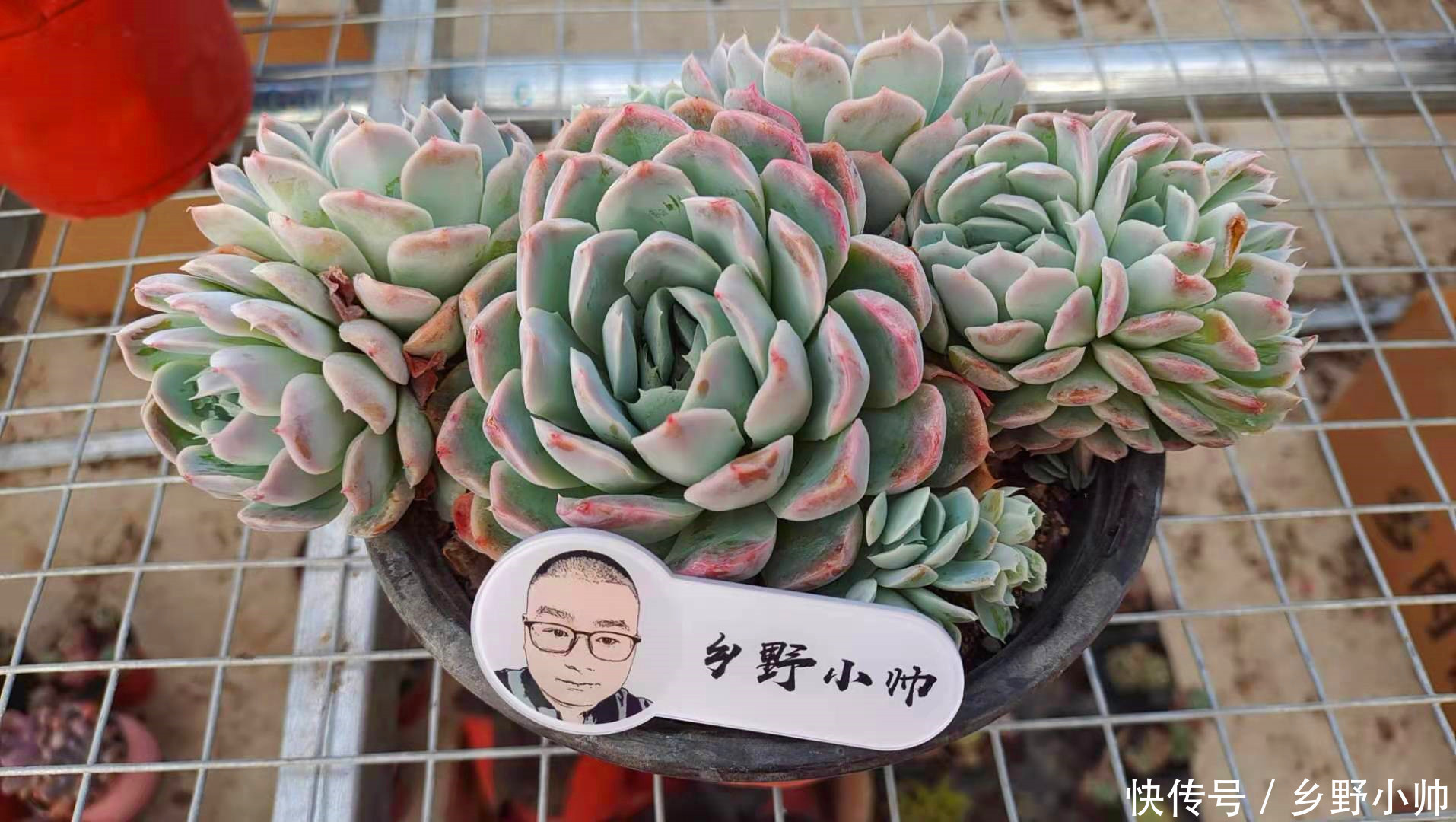 怎样养好小苗,做好以下3点,颜色即漂亮状态也美